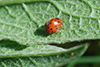 Subcoccinella vigintiquatuorpunctata